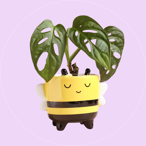 Plant Pots